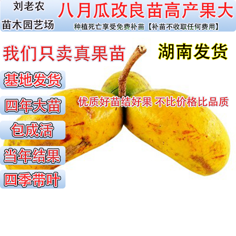 九月瓜苗盆栽地栽黄金蕉爬藤庭院