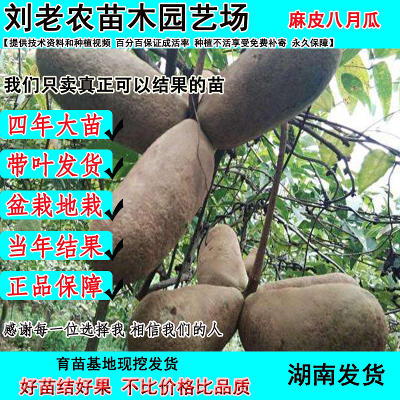 八月瓜苗当年结果果树苗地栽