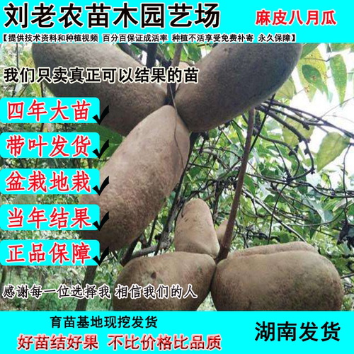 八月瓜苗当年结果果树苗地栽