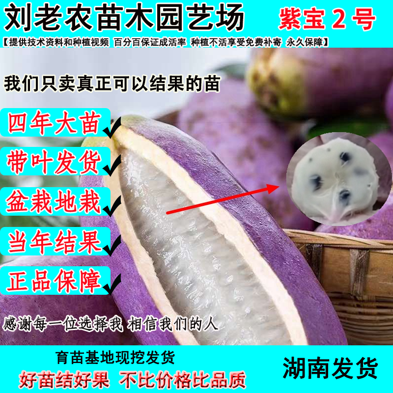 八月瓜果树苗当年结果改良无籽紫色八月炸南北方盆栽八月瓜树苗