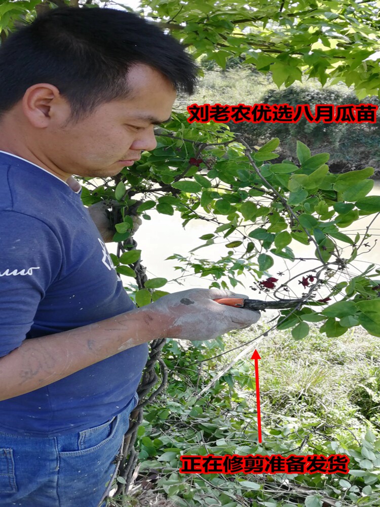 出售八月瓜结果大苗庭院上架丰产八月炸果树苗当年结果四季种植