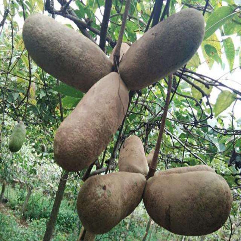 八月瓜苗野生八月炸树苗当年结果麻皮蜜瓜苗九月炸果树苗盆栽地栽