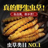 2025正宗野生虫草冬虫夏草头期正品 非西藏那曲虫草王送礼礼盒装