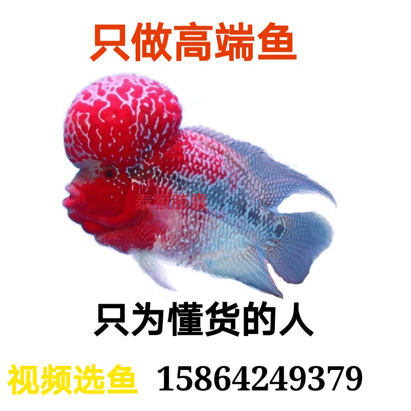 金花红马帝王火凤凰幻彩罗汉鱼