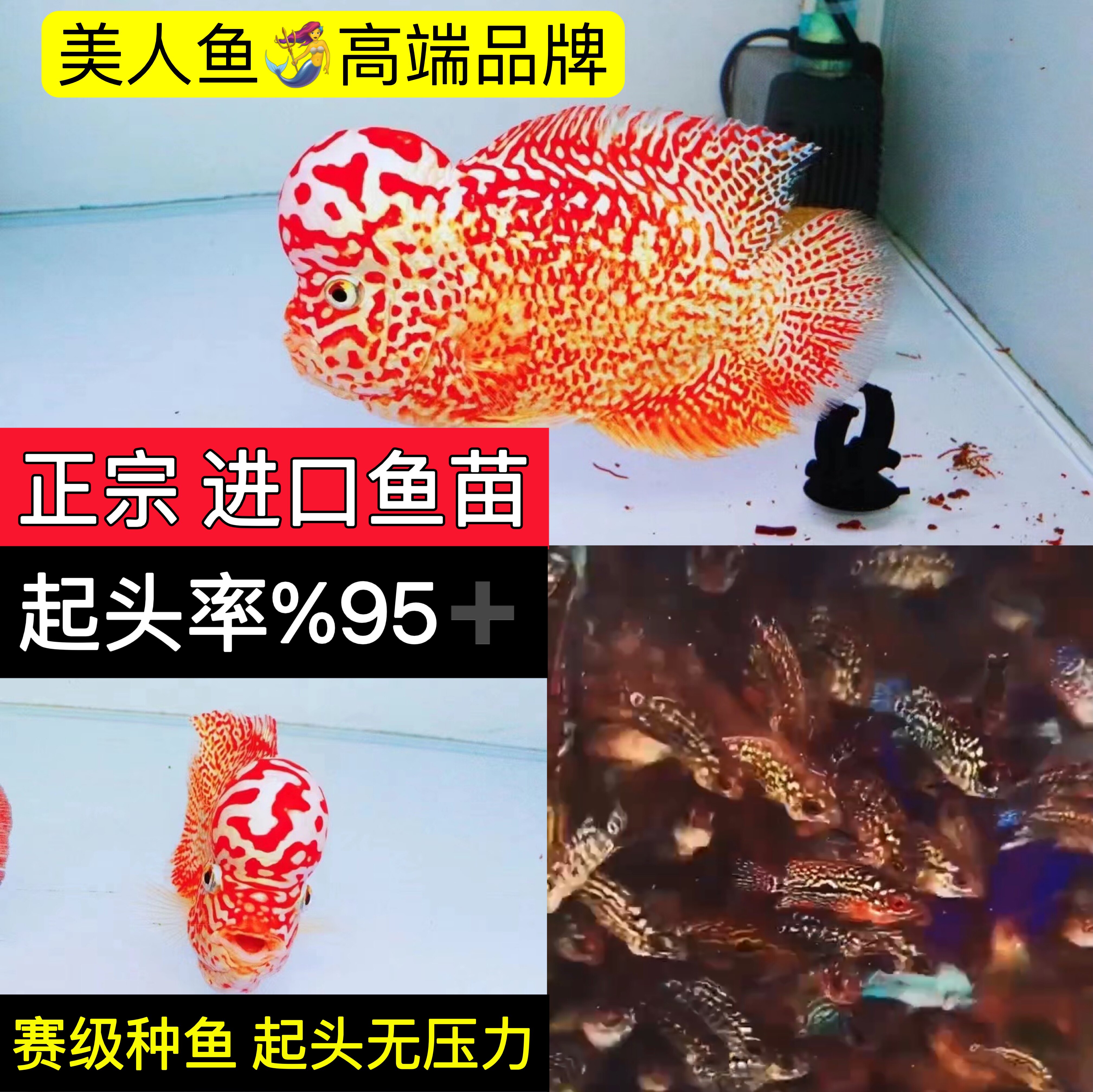 罗汉鱼苗 泰国进口 亚成爆头鸿运马骝金花 鱼苗热带鱼活体 泰金苗
