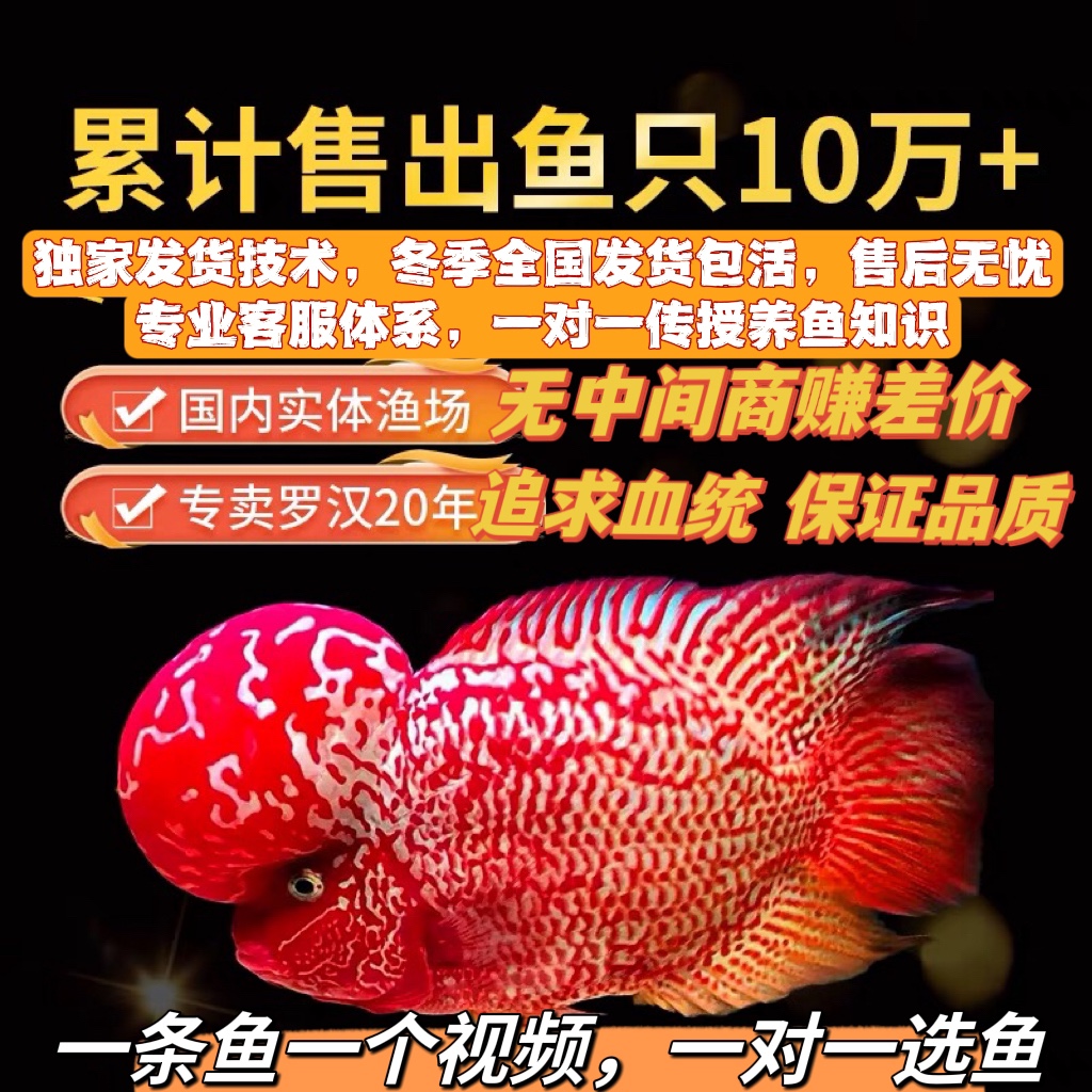 泰国进口观赏亚成起头爆头罗汉鱼活体鱼苗鸿运马骝泰金火凤凰财神
