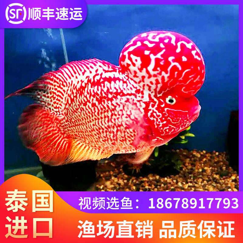 爆头德萨红马火凤凰幻彩罗汉鱼