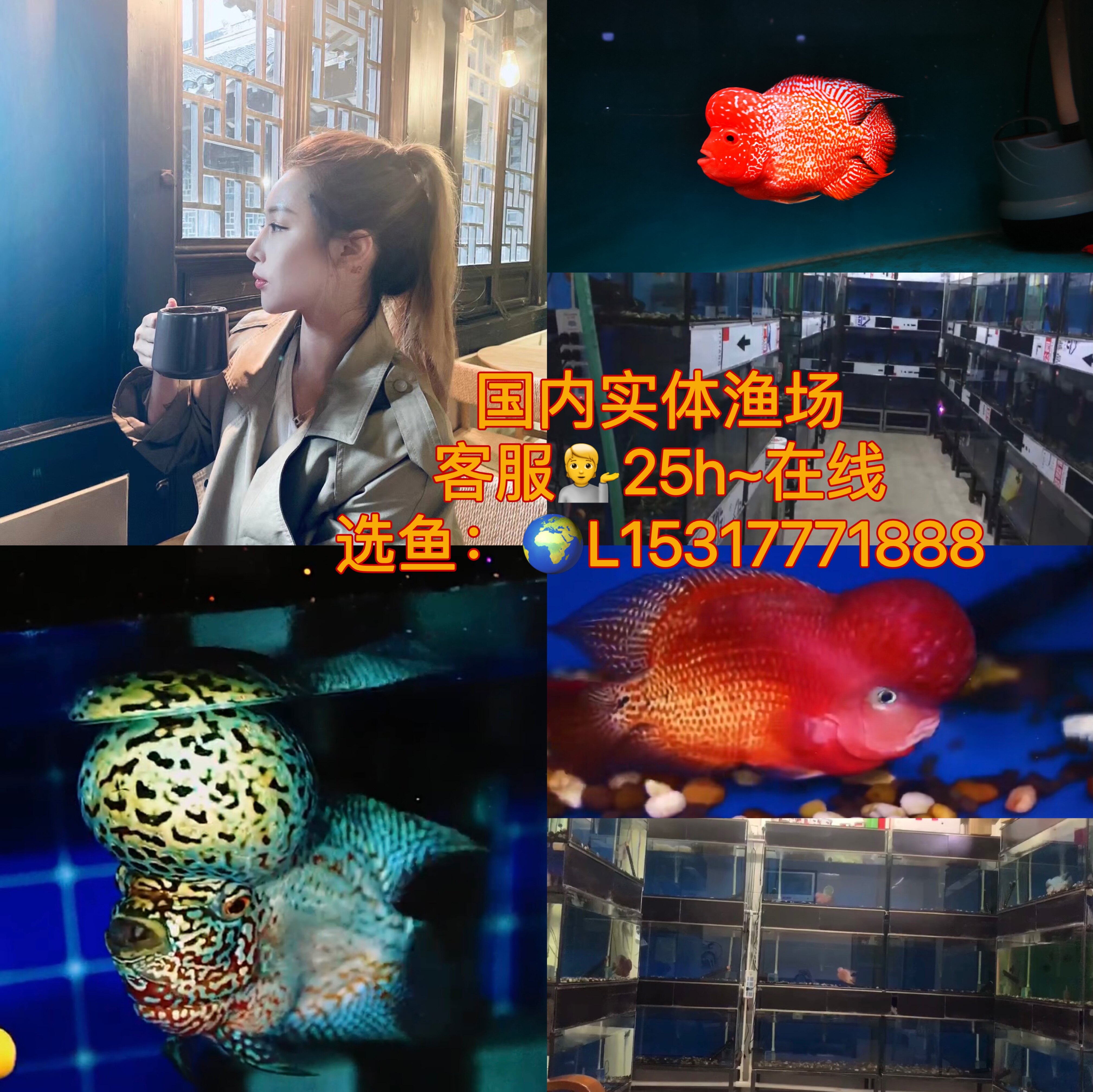 马骝罗汉鱼起头 爆头罗汉鱼精品 鸿运当头 发财鱼 火凤凰  亚成