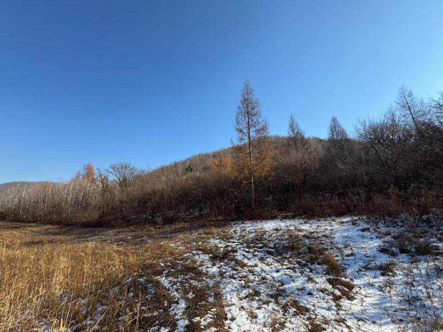 位于汪清县百草沟镇登记在孙广勇名下的林权整体拍卖