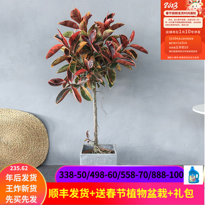 花叶橡皮树红关公坦尼克若慕 Ins北欧风花园室内观叶绿植花卉盆栽