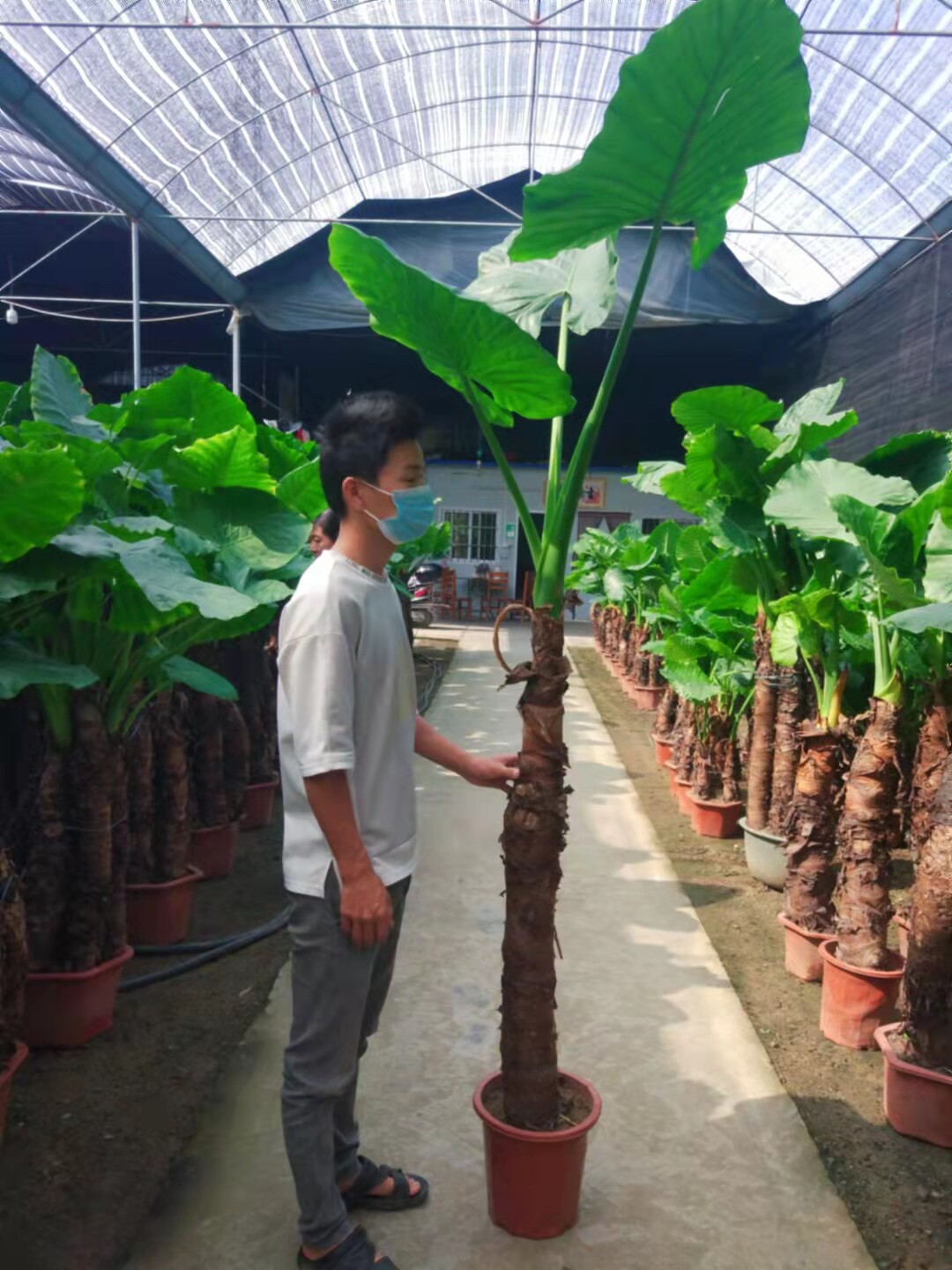 滴水观音霸王芋又名巨型海芋 客厅卧室书房办公室 吸甲醛净化空气