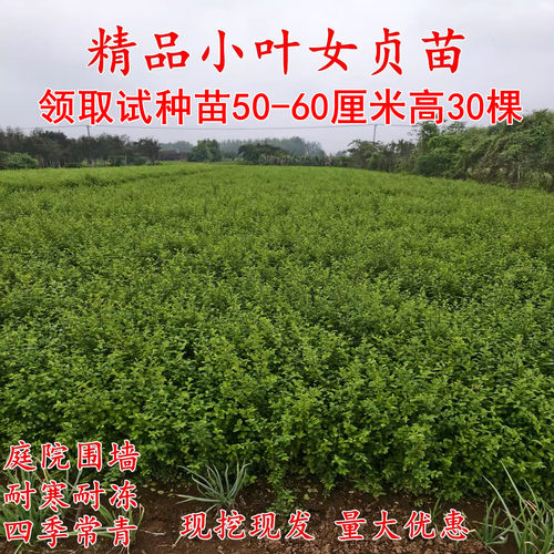 小叶女贞树苗四季常青耐寒包成活