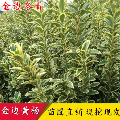 金边黄杨苗庭院绿化苗木四季常青