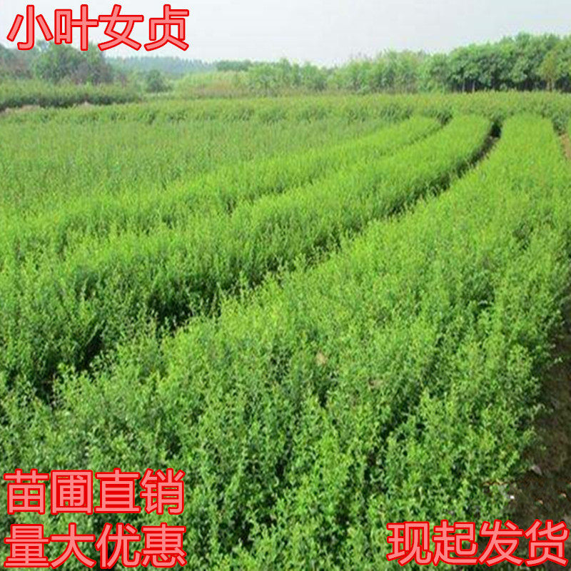 四季常青绿篱小叶女贞树苗围墙金叶女贞篱笆植物庭院小区园林工程