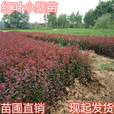 紫叶小檗绿化工程苗带刺篱笆苗