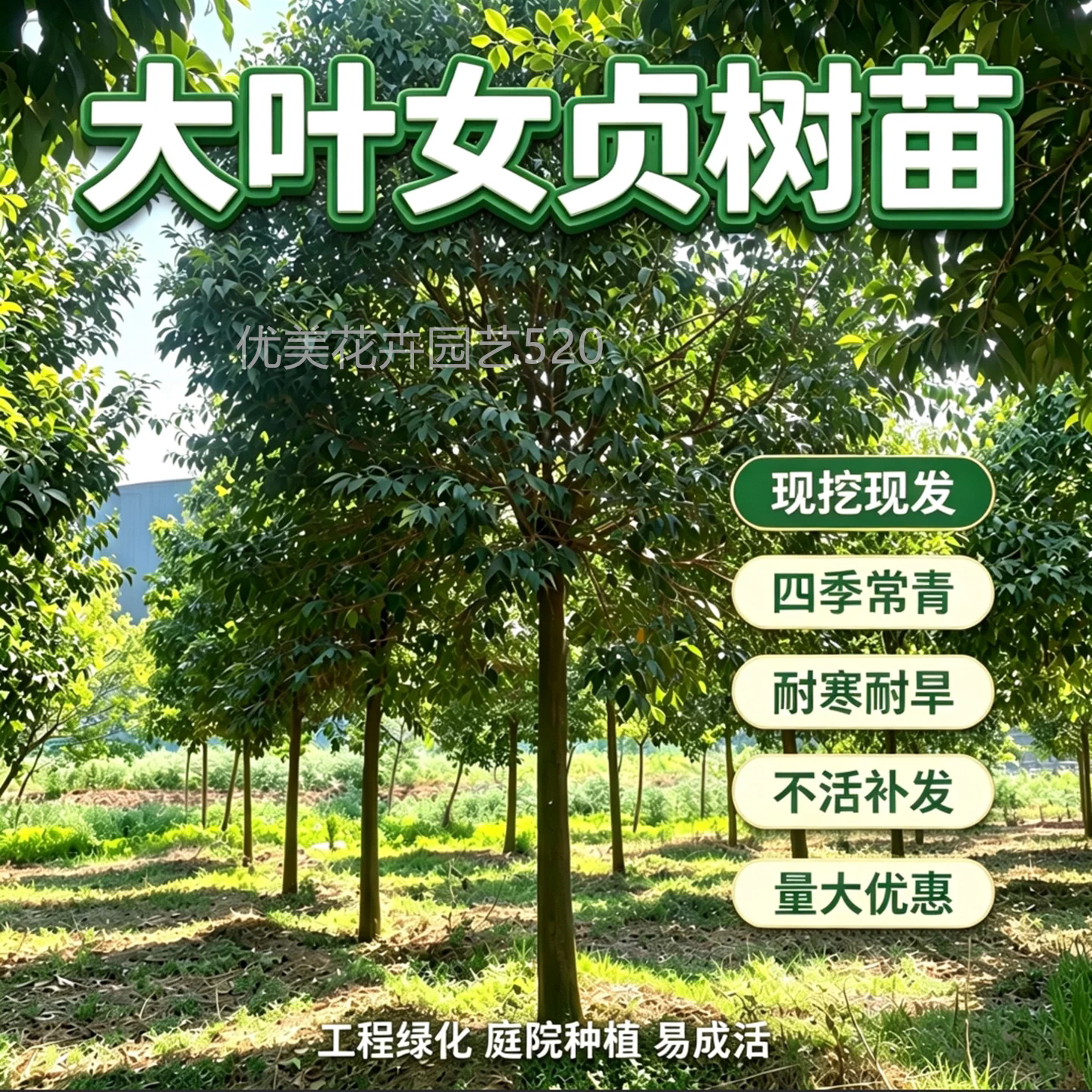 大叶女贞树苗南北方行道园林绿化工程四季常青女贞苗耐寒风景树苗