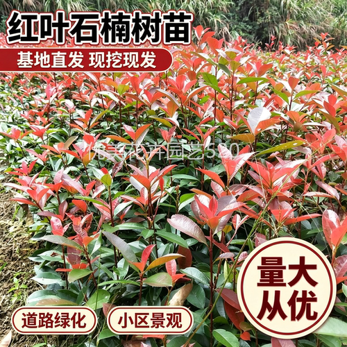 红叶石楠树苗庭院篱笆墙绿化工程