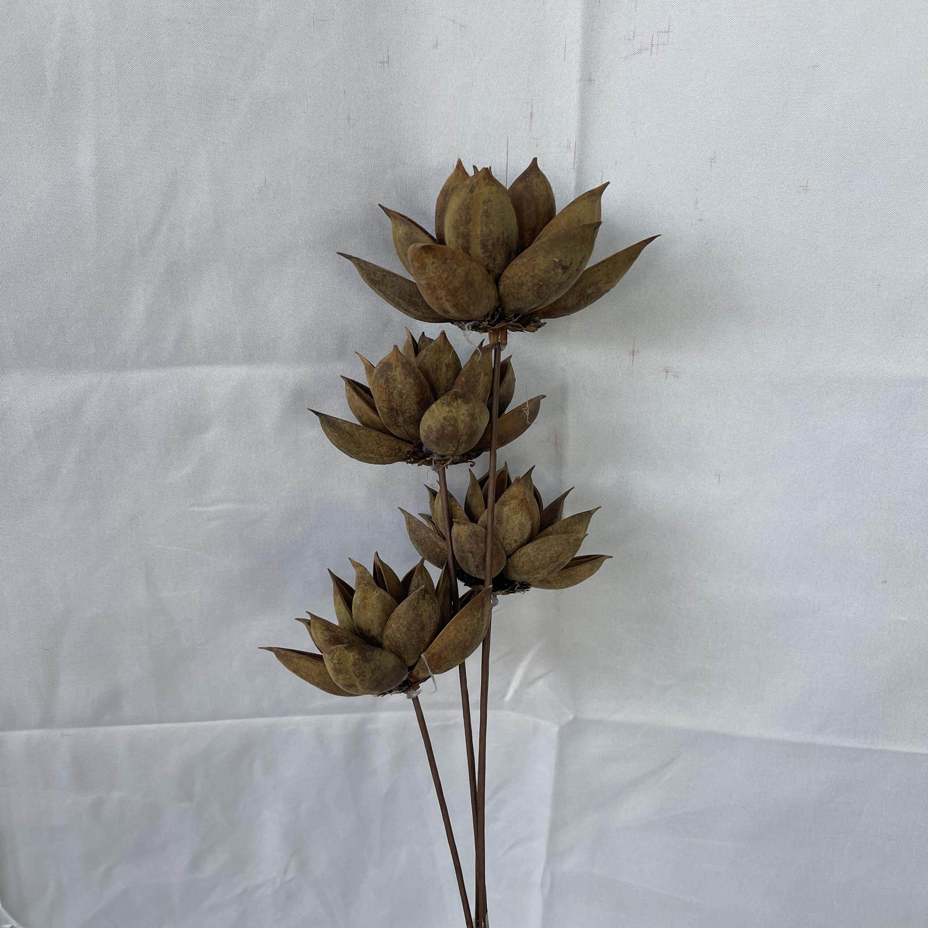 批发干花 紫金花仿真木莲花果壳干花云南荷花木莲花夏荷复古装饰