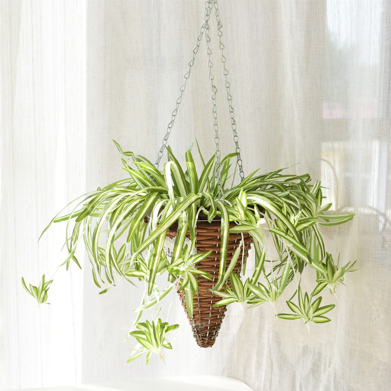 室内吊兰墙面装饰金钟柳仿真绿植