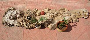 河流桌刺猬紫檀原木料原皮自然边满树瘤疤大茶台客厅摆件装饰E