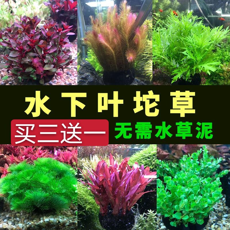 水下叶坨草鱼缸水草淡水活体造景增氧莫斯水榕皇冠沉木包邮新手草