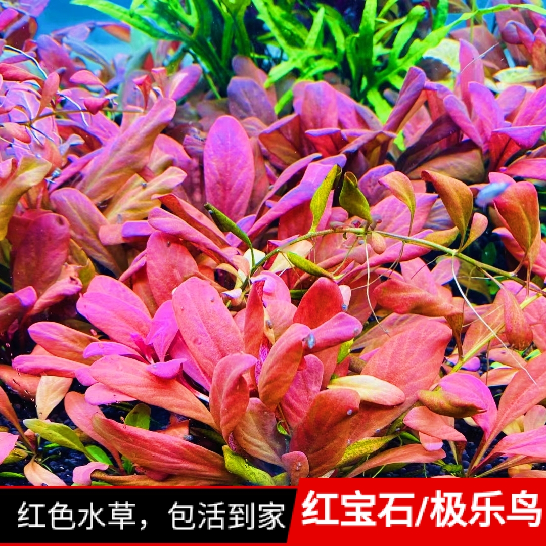 红宝石极乐鸟红色水草鱼缸造景新手水草高档前景赖养观赏草发色