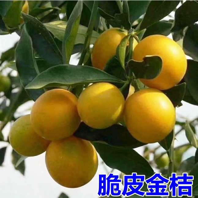 脆皮金桔苗金枣苗金弹金丹金柑嫁接苗盆栽果树苗当年结果金桔金苗