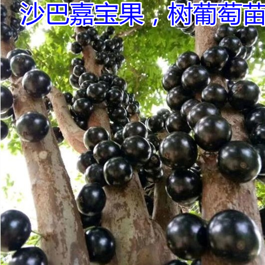 台湾沙巴树葡萄实生苗 嘉宝果苗 树葡萄苗南北方盆栽果树 福建发