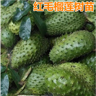 台湾 红毛榴莲苗 刺果番荔枝苗 盆栽果树苗 番鬼荔枝大苗当年结果