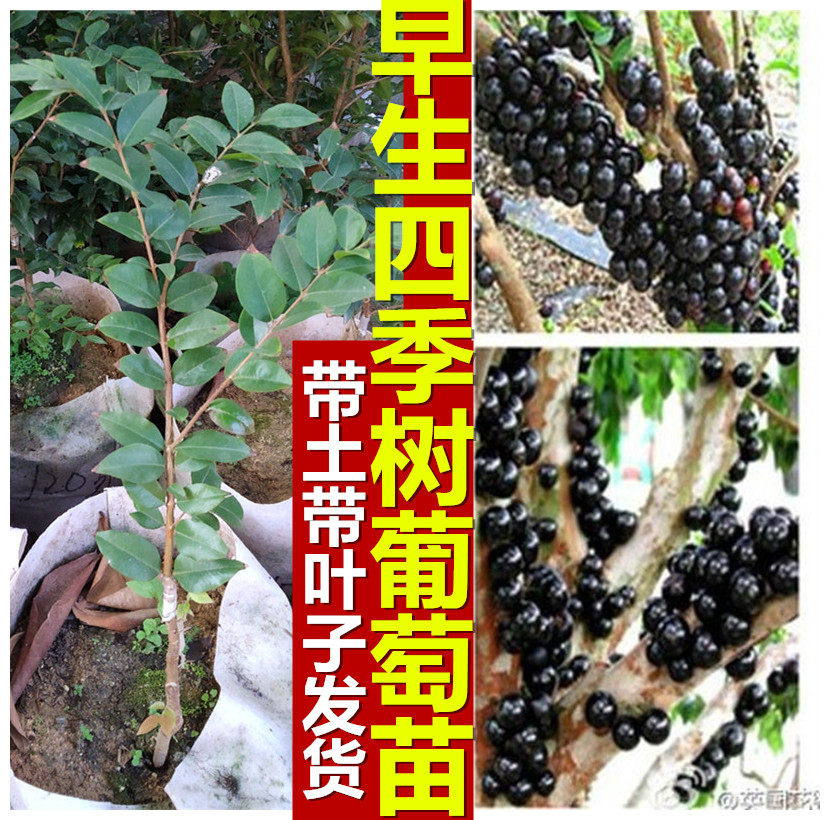 早生四季树葡萄嫁接苗 福冈嘉宝果嫁接苗 艾斯卡树葡萄红妃嘉宝果