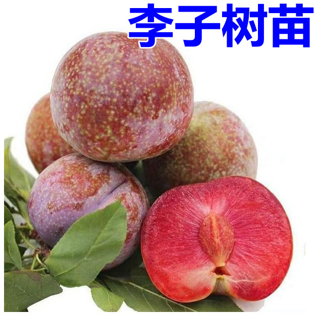李子苗 三月李子嫁接苗 早熟李 黑李子苗六月黑 盆栽果树南北方种