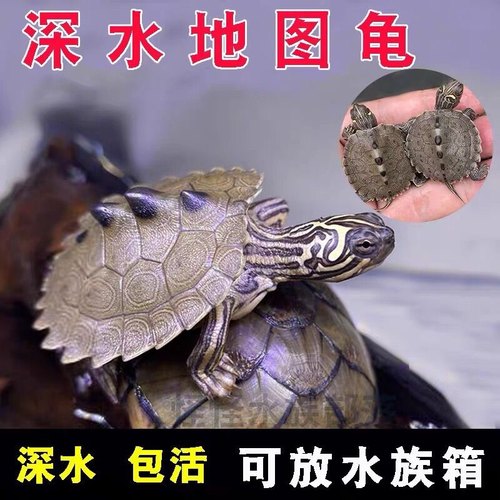 密西西比黑瘤地图乌龟苗活物小宠物龟龟外塘观赏深水火焰吃鱼粪龟