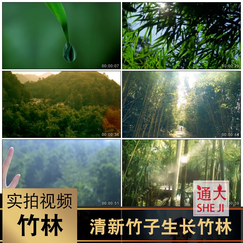 清新竹叶水滴竹子生长阳光空镜头大自然春天实拍竹林视频合集素材