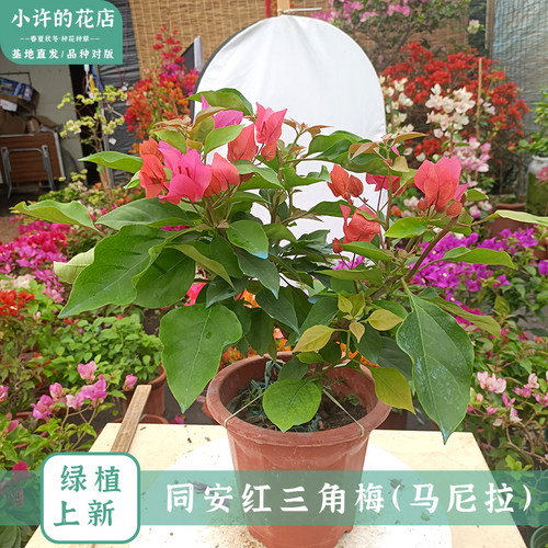四季红同安红三角梅勤花盆栽阳台庭院种植带花发货【小许的花店】