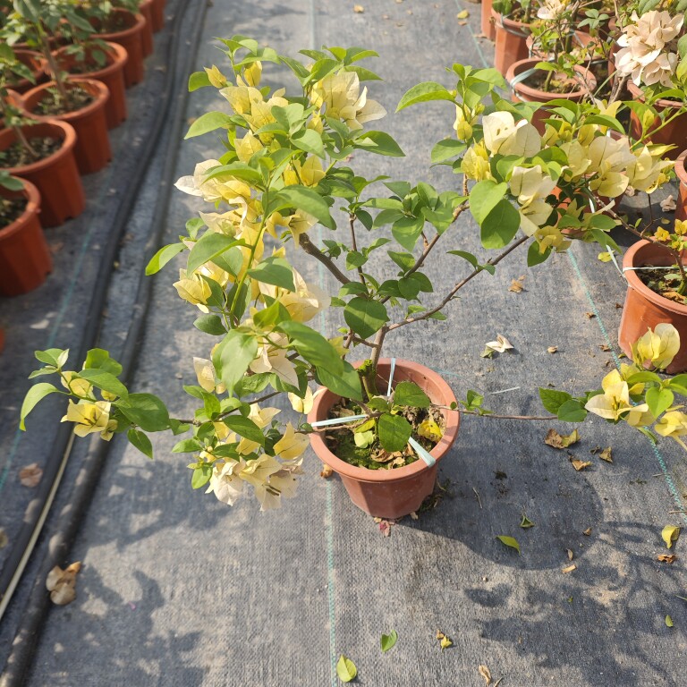 苏瓦娜三角梅盆栽黄色四季开花老桩爆花阳台庭院绿植 耐寒易活,鲜花速递/花卉仿真/绿植园艺,绣球/木绣球/木本植物,淘宝优惠券,粉丝福利购,淘宝优惠卷