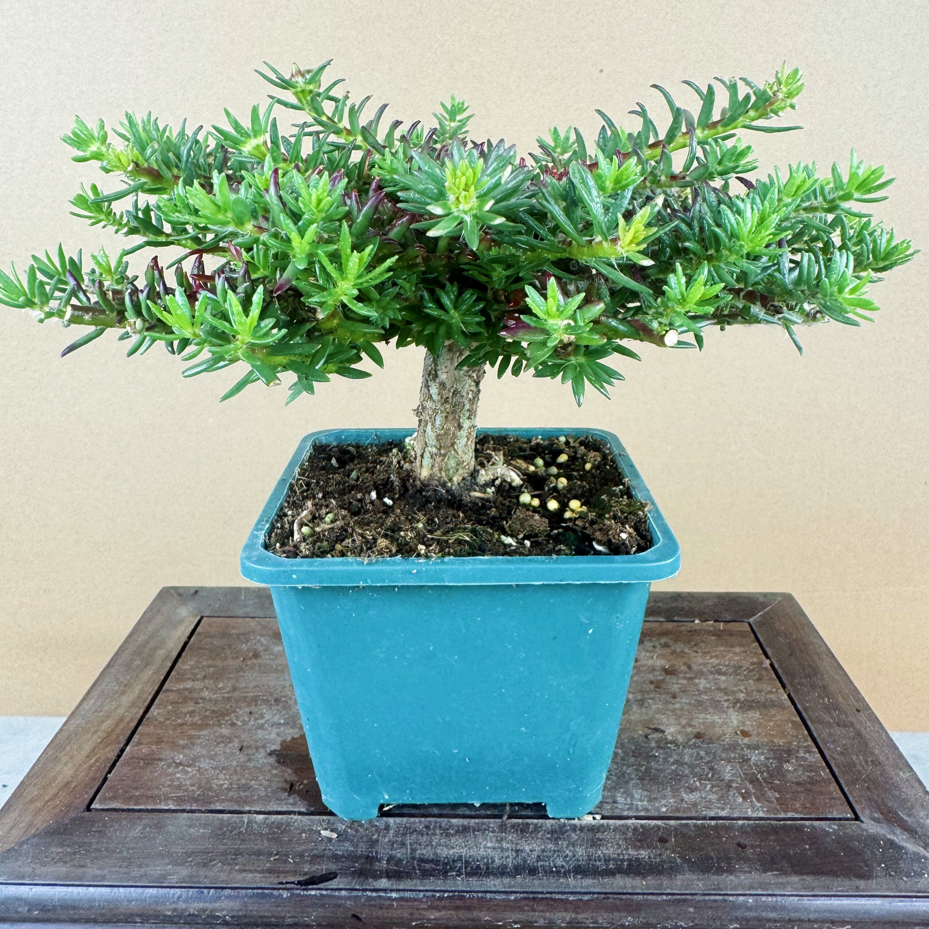 【带盆老桩】重瓣太阳花老桩牡丹玫红王四季花苗多年生宿根大花