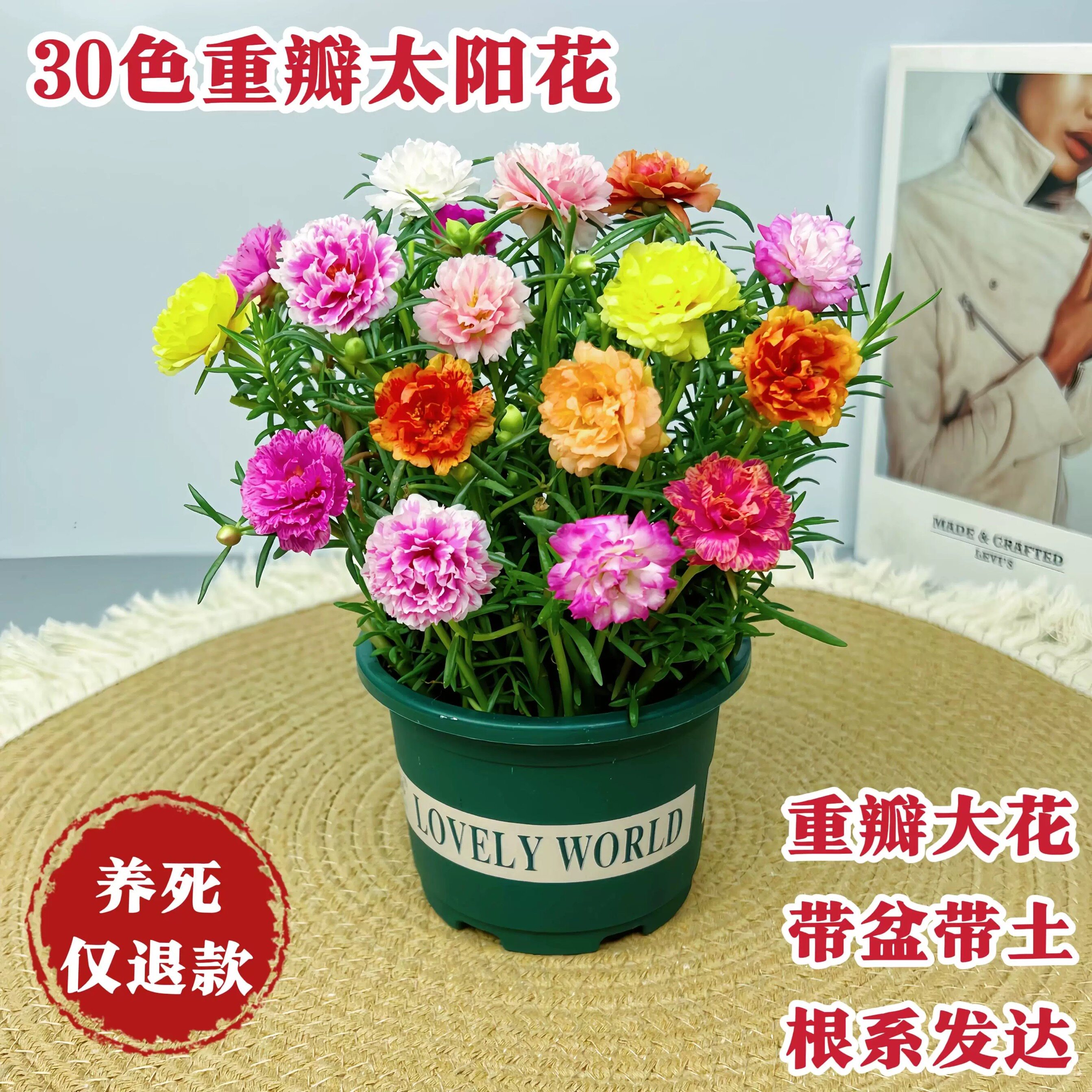 【带盆带土种好】重瓣太阳花苗阳台植开花物带花苞混色室内庭院