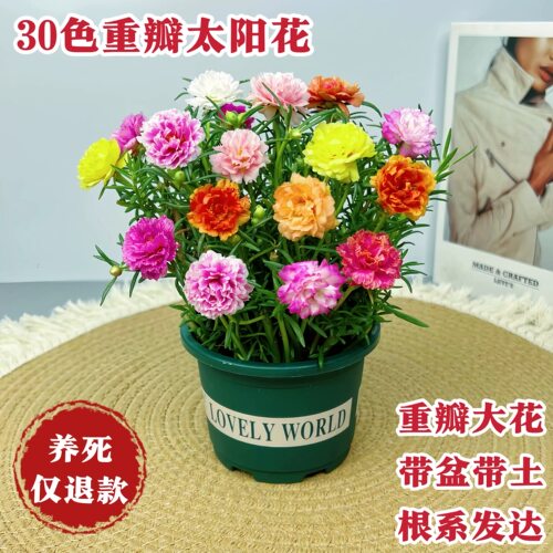 【带盆带土种好】重瓣太阳花苗