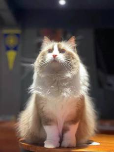 肥猫家の店 I5 13600KF I7 13700KF AI SD绘图定制游戏电脑主机