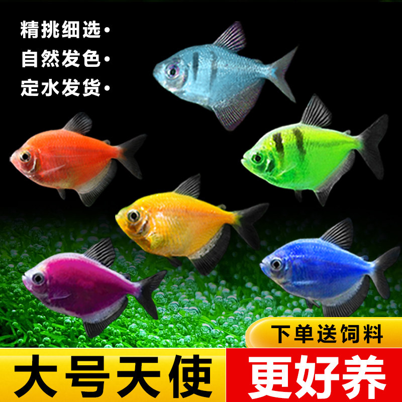 新手好养天使鱼热带观赏鱼