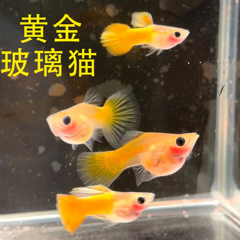 精品孔雀鱼黄金玻璃猫凤尾鱼好养