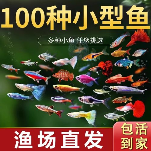 热带观赏鱼斑马鱼孔雀鱼观赏虾