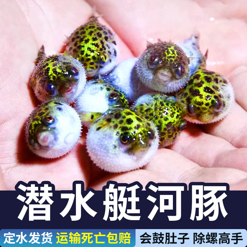 潜水艇金娃娃淡水河豚小型观赏鱼草缸除螺宠物好养耐活巧克力娃娃