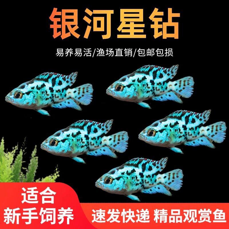 三湖慈鲷银河星钻鱼美洲短鲷鱼