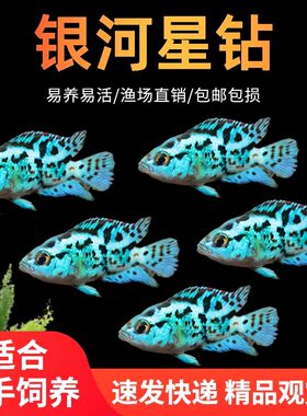 三湖慈鲷银河星钻鱼美洲短鲷鱼