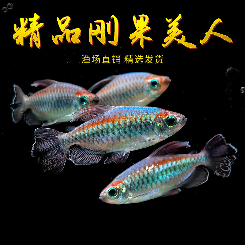 刚果美人鱼家养彩虹绿刚果鱼溪流缸黑尾大勾热带观赏鱼群游活体鱼