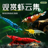 黑壳虾除藻虾淡水鲜活观赏虾清洁鱼耐活好养热带观赏鱼宠物水晶虾