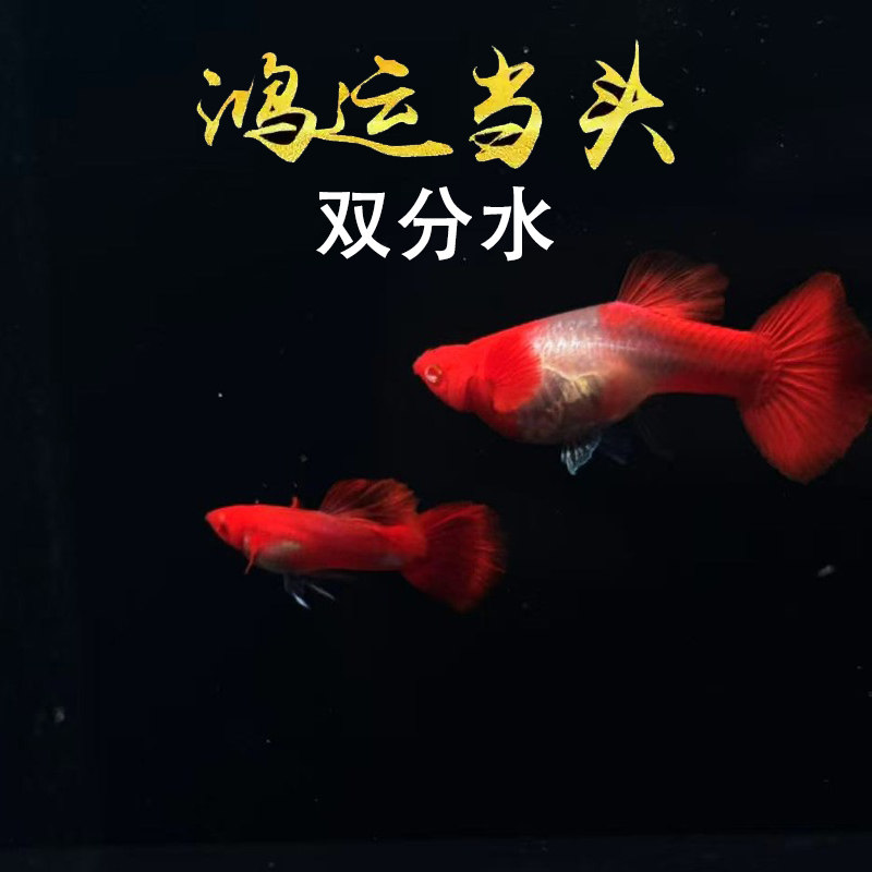 精品双分水孔雀鱼适合新手可繁殖