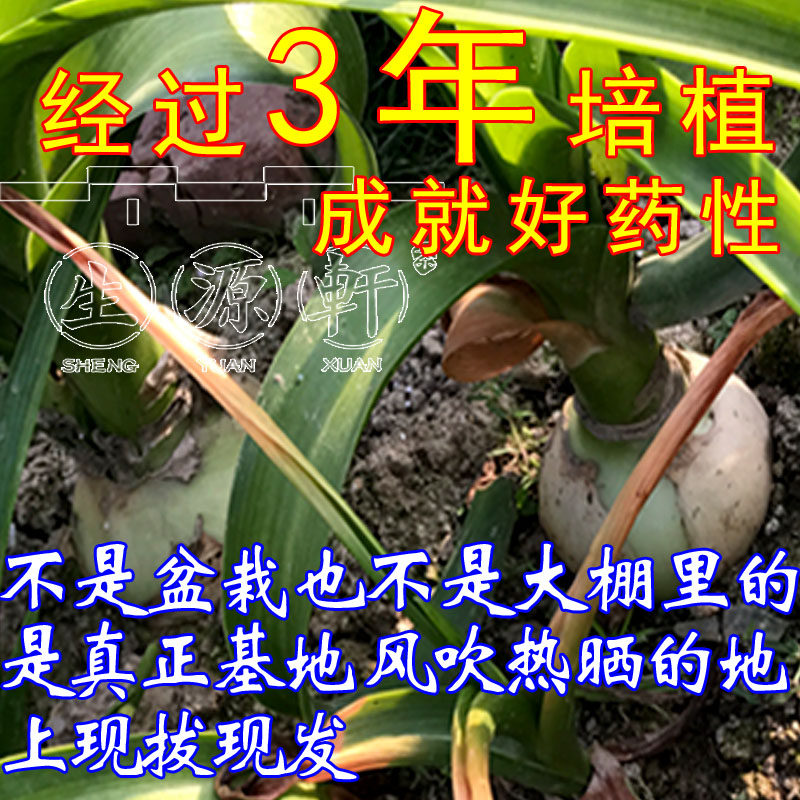 虎眼万年青可食用成品种球植物盆栽干种子特价海葱三年球顺丰包邮