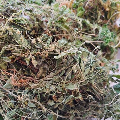 材葡伏堇(匍匐堇 葡匐锦)七星莲潮汕人参草真货